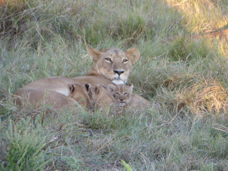 leonessa cuccioli botswana